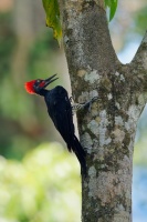 Datel indomalajsky - Dryocopus javensis - White-bellied Woodpecker o0590